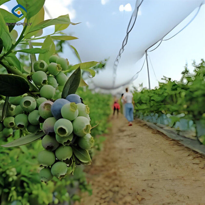 Personalized Blueberries Greenhouse With Plastic Covering Rainproof
