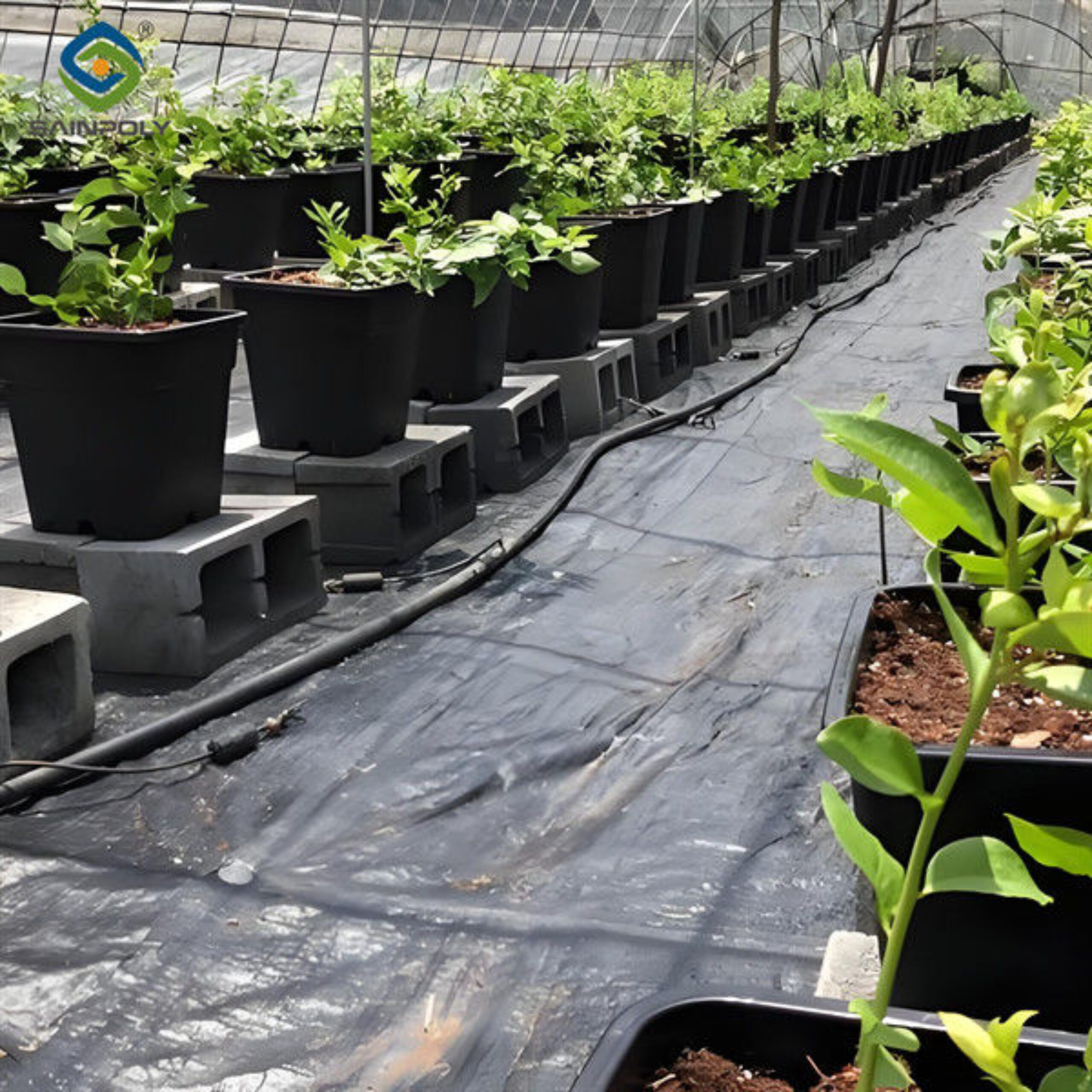 Personalized Blueberries Greenhouse With Plastic Covering Rainproof
