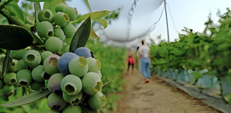 Personalized Blueberries Greenhouse With Plastic Covering Rainproof