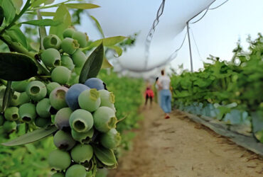 Personalized Blueberries Greenhouse With Plastic Covering Rainproof