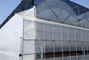 Personalized Blueberries Greenhouse With Plastic Covering Rainproof