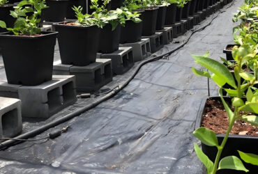 Personalized Blueberries Greenhouse With Plastic Covering Rainproof