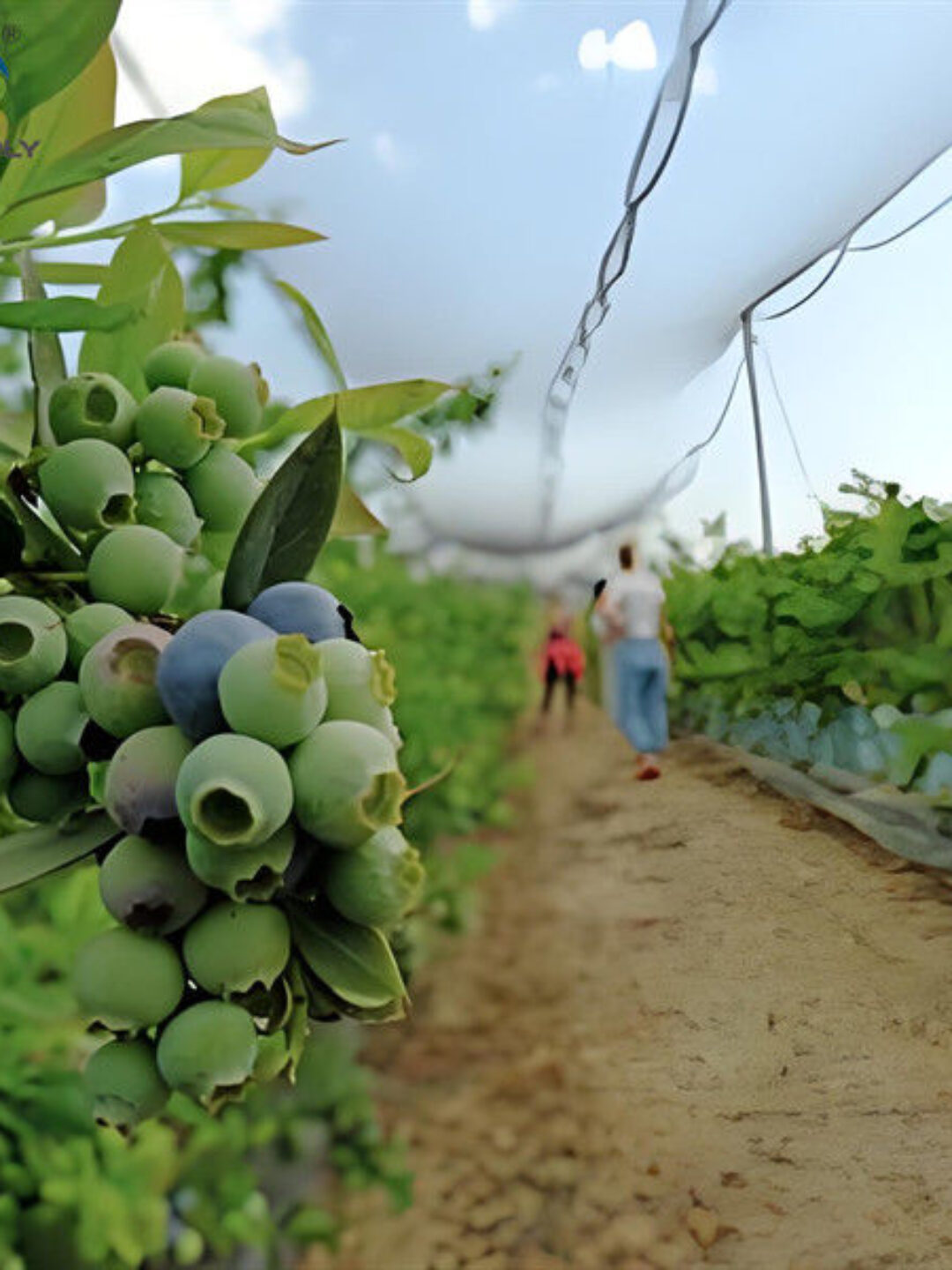 Personalized Blueberries Greenhouse With Plastic Covering Rainproof
