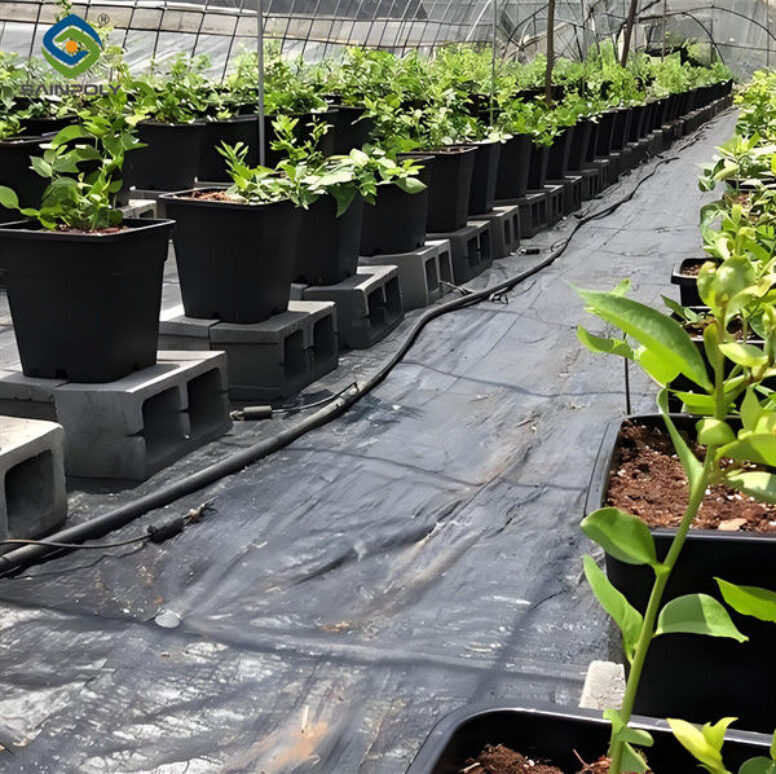 Personalized Blueberries Greenhouse With Plastic Covering Rainproof