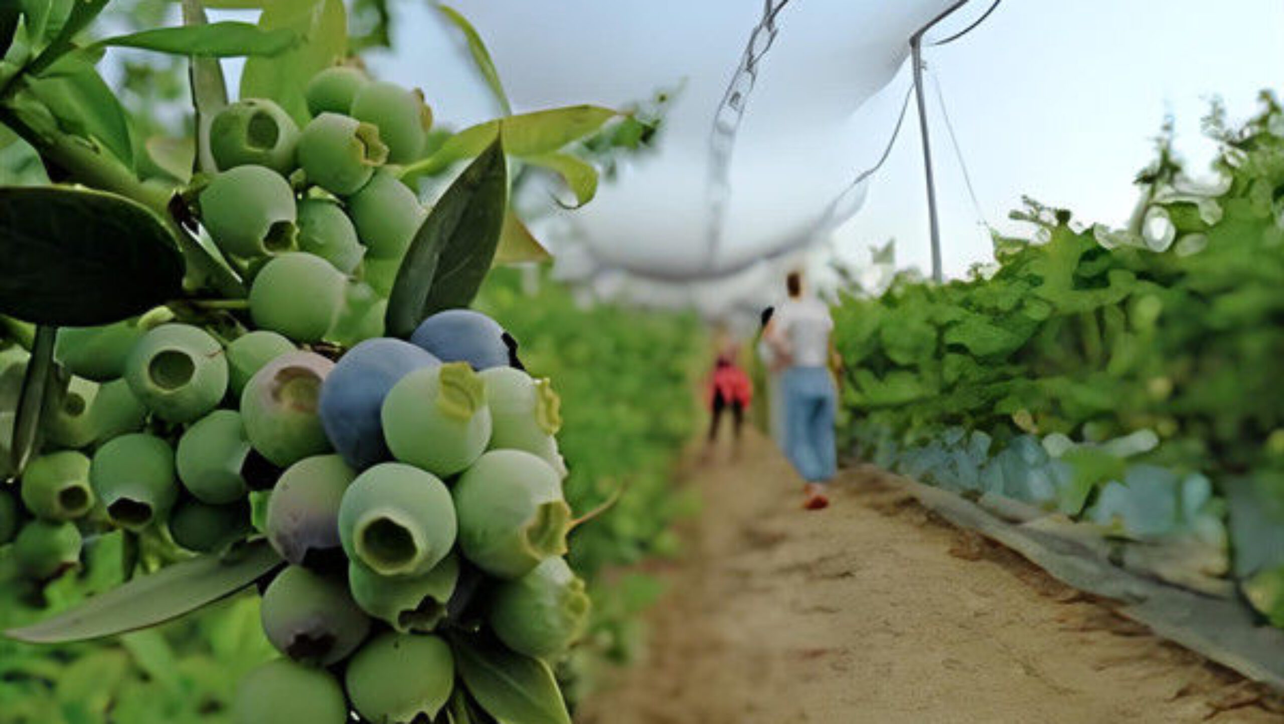 Personalized Blueberries Greenhouse With Plastic Covering Rainproof