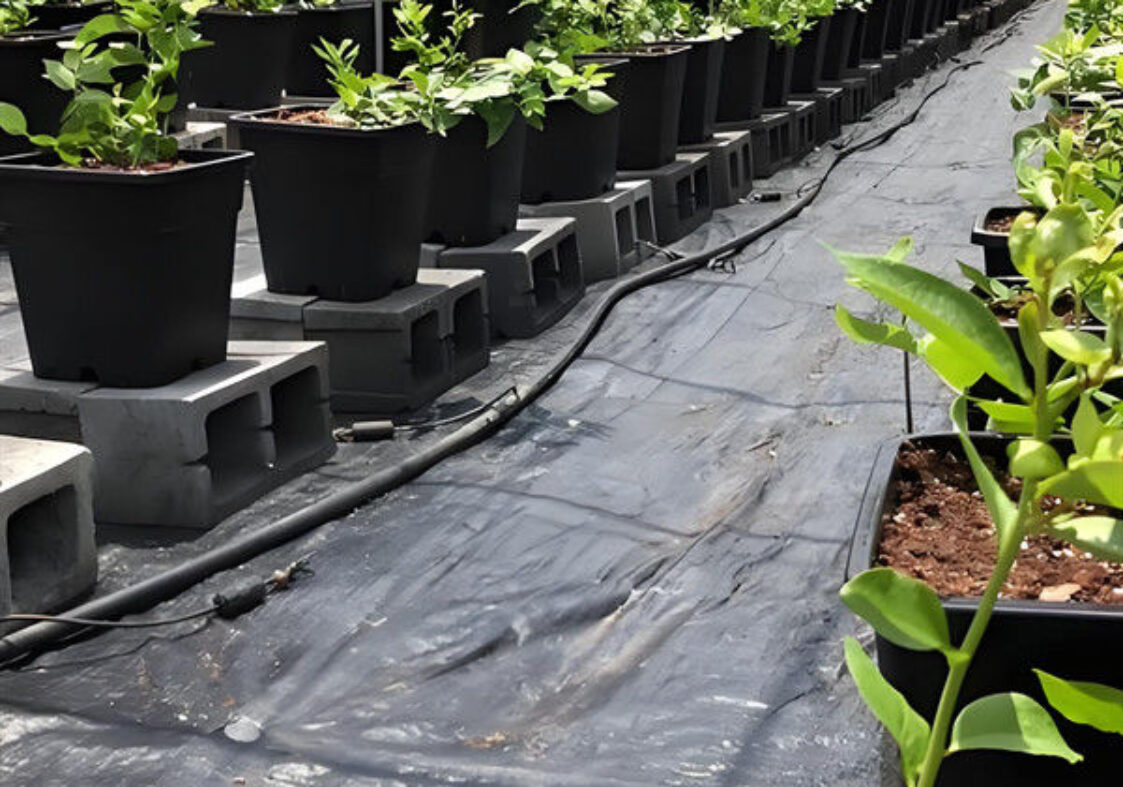 Personalized Blueberries Greenhouse With Plastic Covering Rainproof