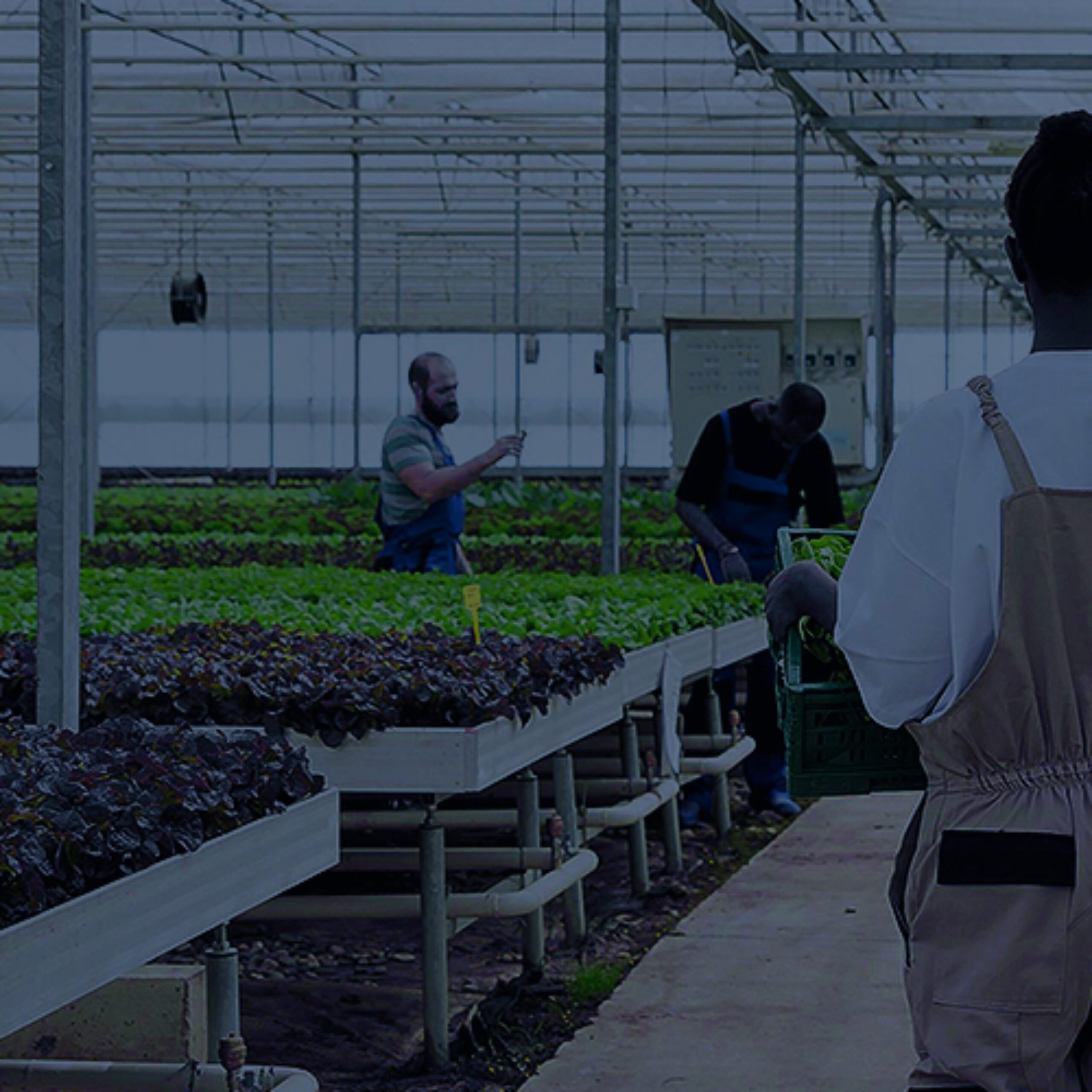 Plastic Film Hydroponic Greenhouse 168 x 60 m