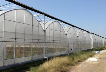 Polycarbonate Covering Multispan Greenhouse Tomato Growing Greenhouse