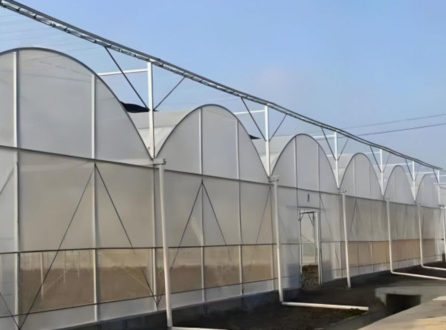 Polycarbonate Covering Multispan Greenhouse Tomato Growing Greenhouse