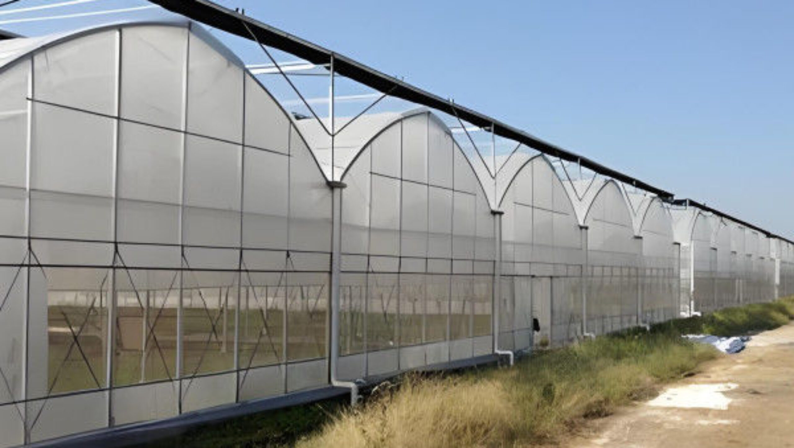 Polycarbonate Covering Multispan Greenhouse Tomato Growing Greenhouse