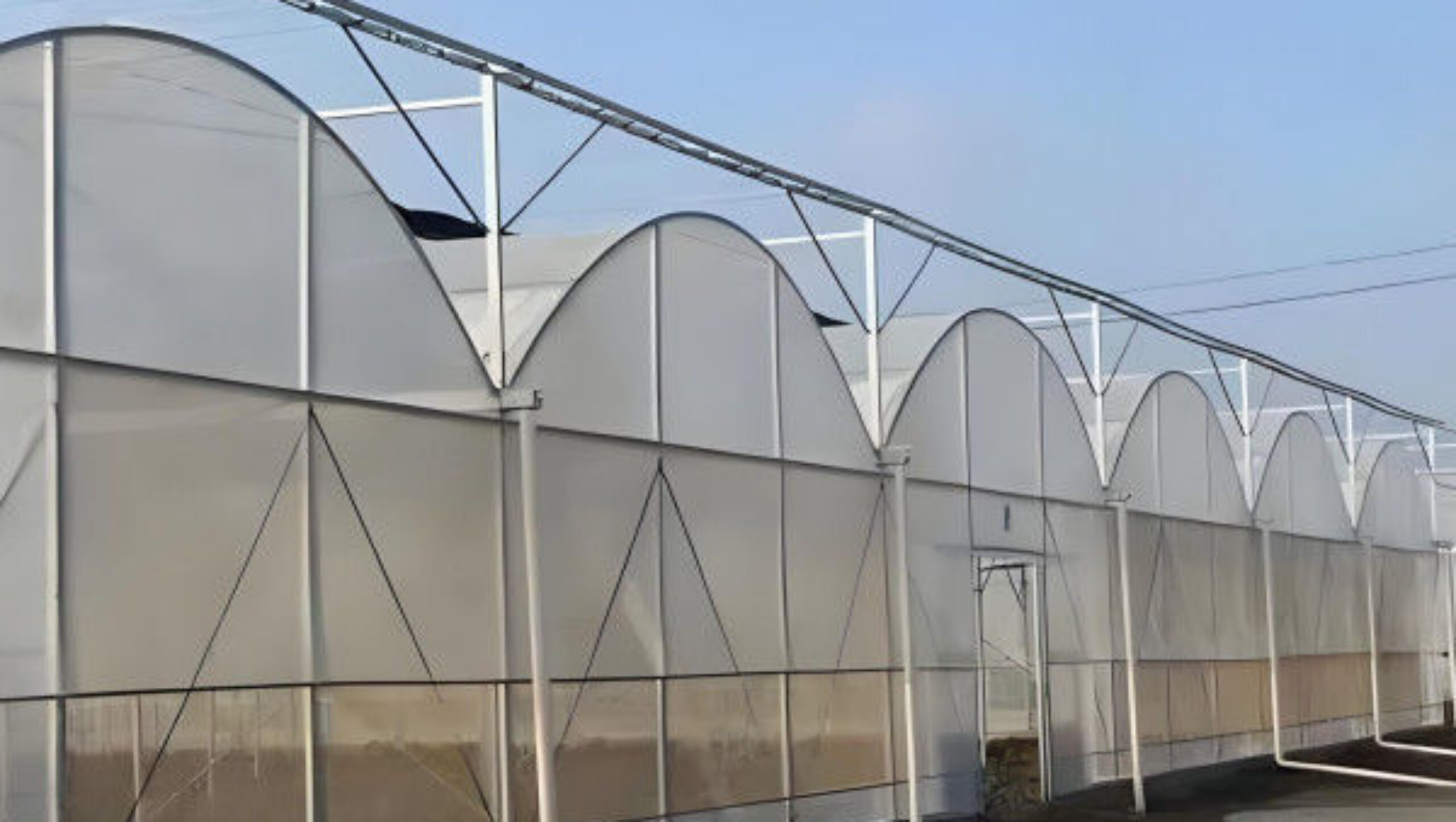 Polycarbonate Covering Multispan Greenhouse Tomato Growing Greenhouse