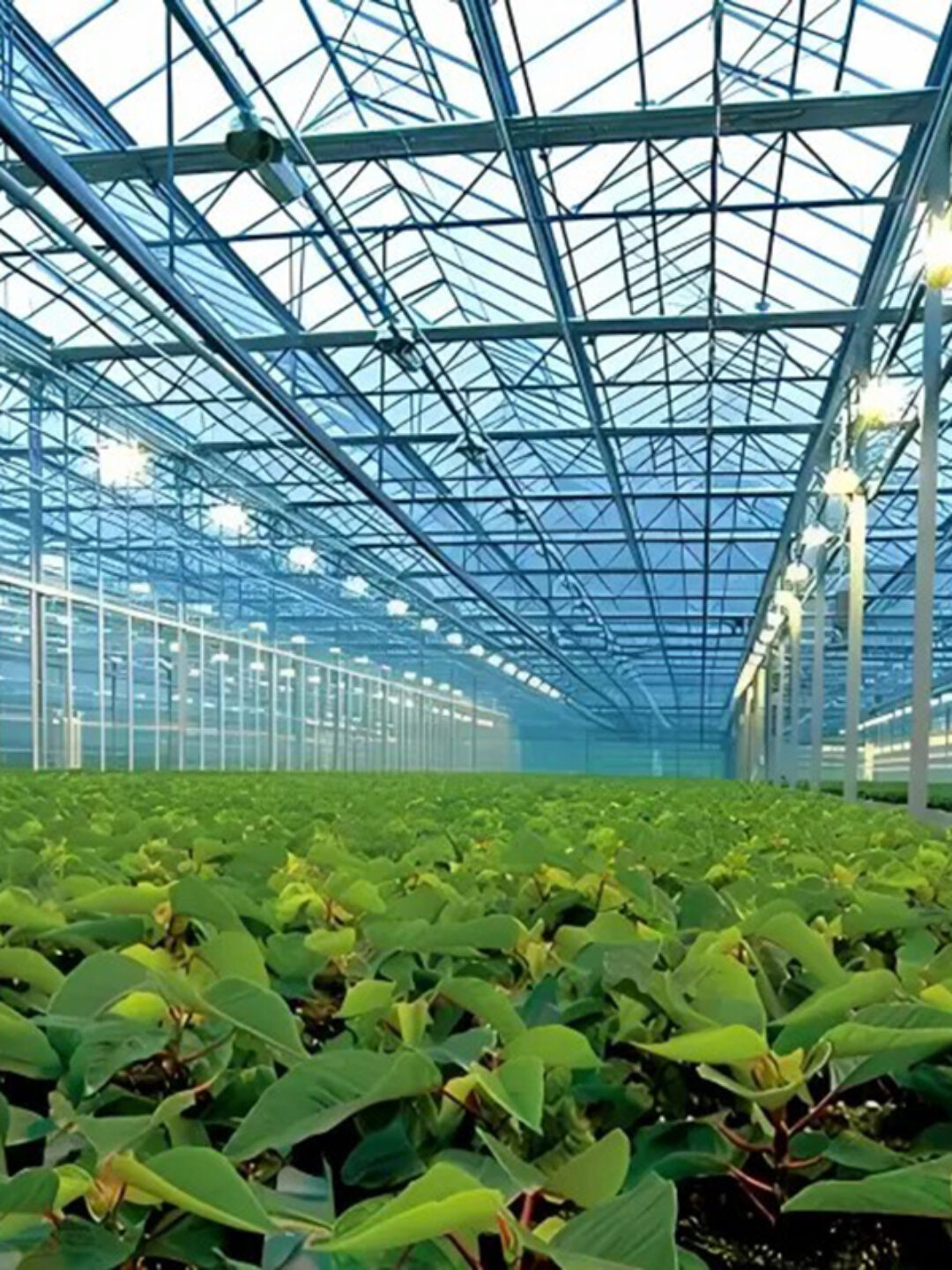Polycarbonate greenhouse for agricultural product cultivation