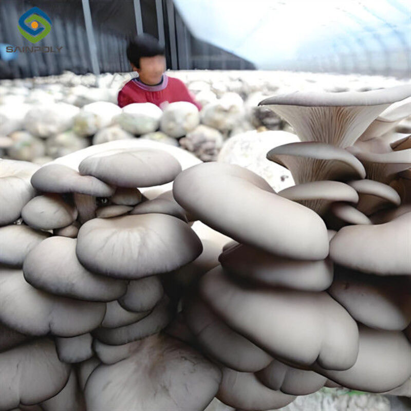 Polycarbonate Mushroom Growing Greenhouse Multispan Farming Green House Cultivation