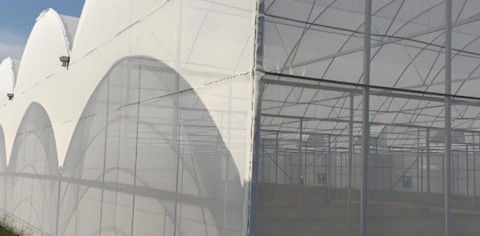 Polycarbonate Mushroom Growing Greenhouse Multispan Farming Green House Cultivation