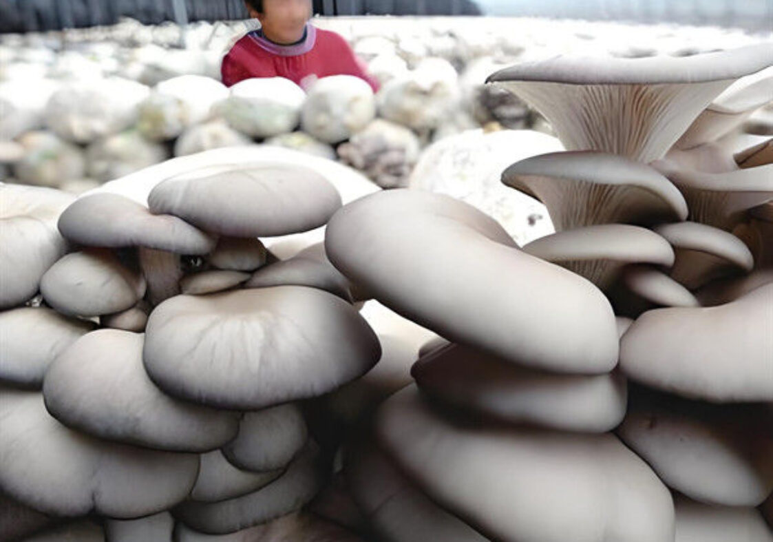 Polycarbonate Mushroom Growing Greenhouse Multispan Farming Green House Cultivation