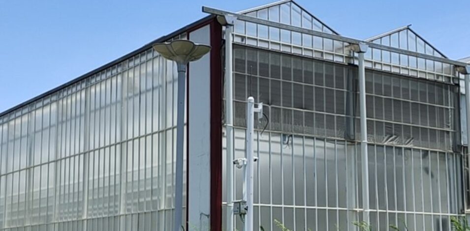 Polycarbonate (PC) Sheet Greenhouses for Commercial Cultivation