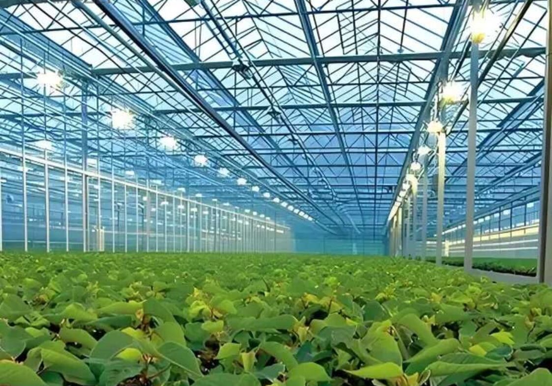 Polycarbonate (PC) Sheet Greenhouses for Commercial Cultivation