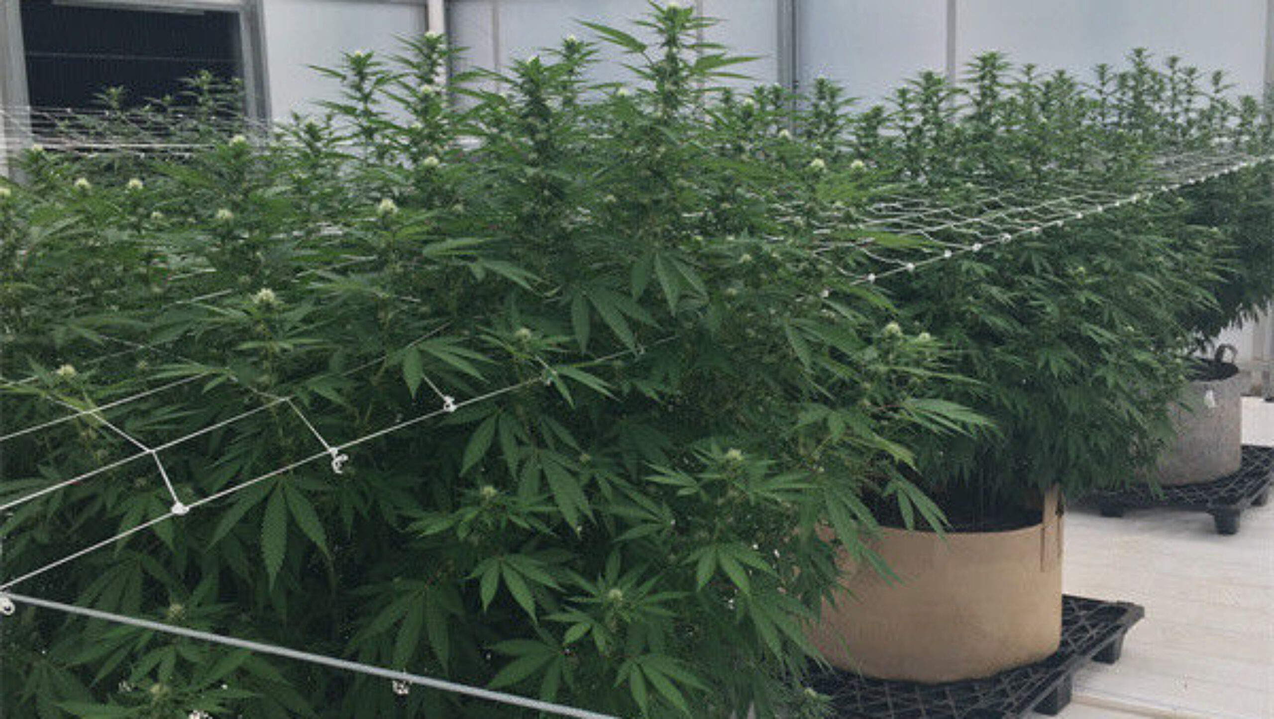 Popular Modern Blackout System Greenhouse Full Dark With Systems