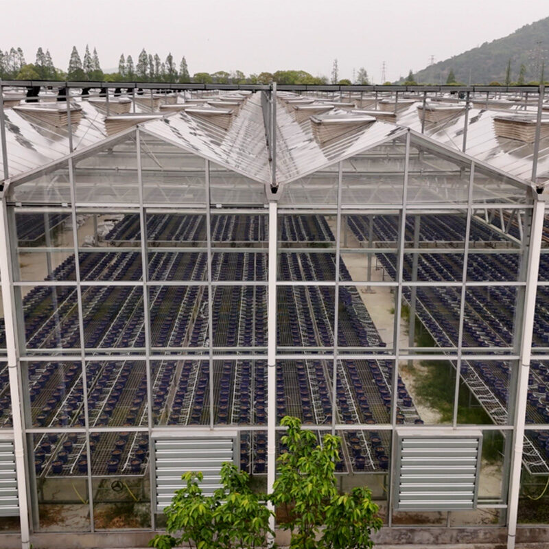 (Precision Irrigation for Coconut Coir Tomato Hydroponics) Commercial Multi-Span Hydroponic Greenhouse