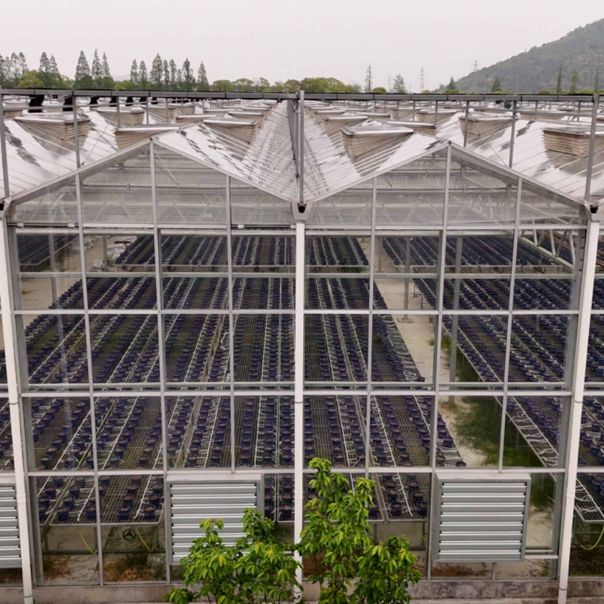 (Precision Irrigation for Coconut Coir Tomato Hydroponics) Commercial Multi-Span Hydroponic Greenhouse