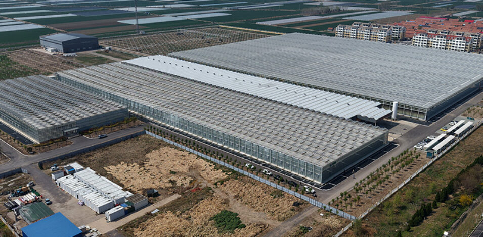 (Precision Irrigation for Coconut Coir Tomato Hydroponics) Commercial Multi-Span Hydroponic Greenhouse