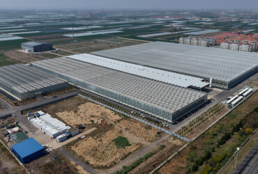 (Precision Irrigation for Coconut Coir Tomato Hydroponics) Commercial Multi-Span Hydroponic Greenhouse