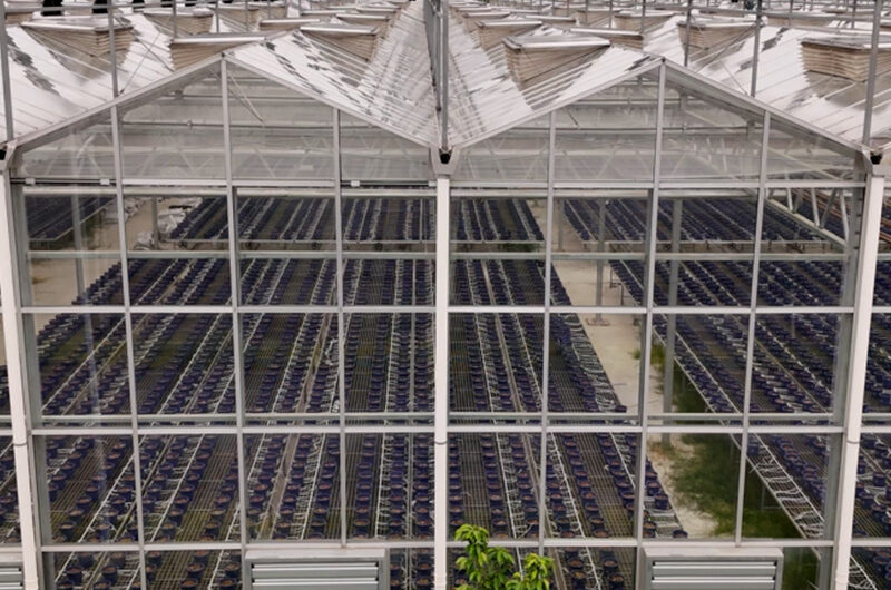 (Precision Irrigation for Coconut Coir Tomato Hydroponics) Commercial Multi-Span Hydroponic Greenhouse