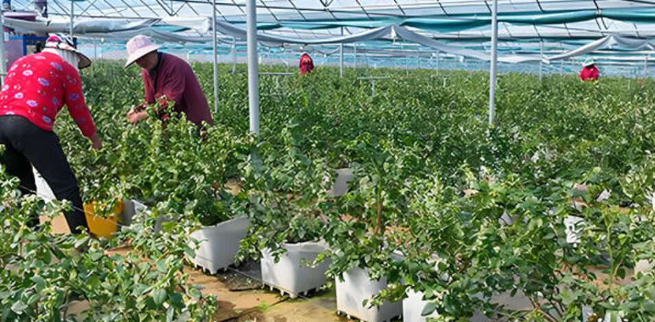 Blueberry Greenhouse structure and growing equipment options