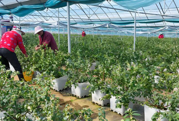 Professional Structure Agricultural Blueberry Greenhouse Customizable