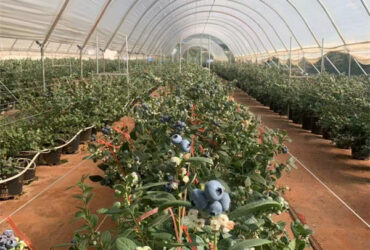 Professional Structure Agricultural Blueberry Greenhouse Customizable