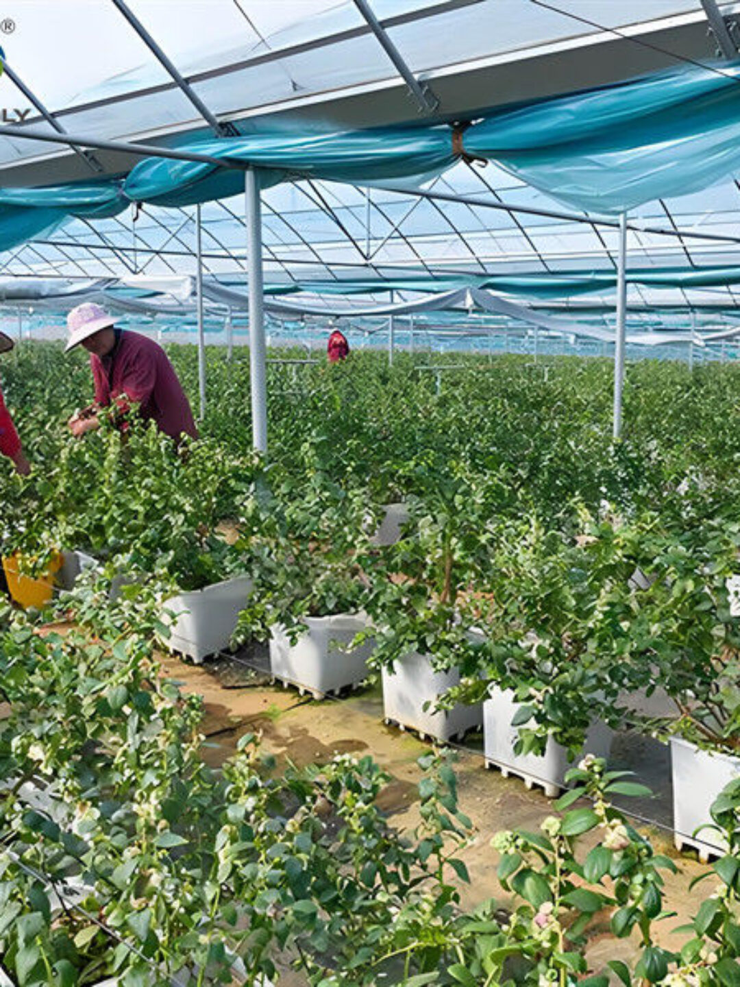 Professional Structure Agricultural Blueberry Greenhouse Customizable