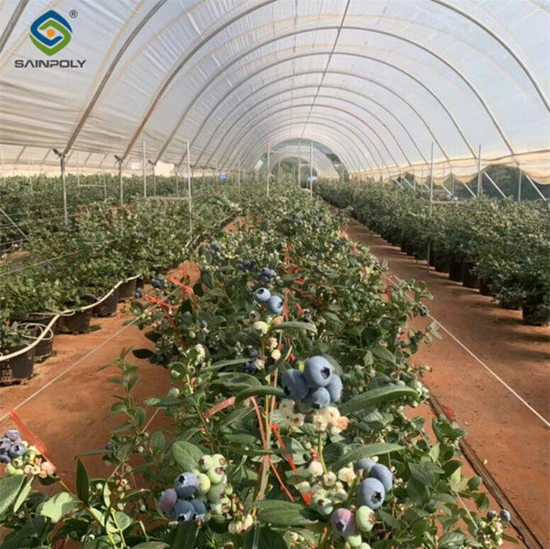 Professional Structure Agricultural Blueberry Greenhouse Customizable