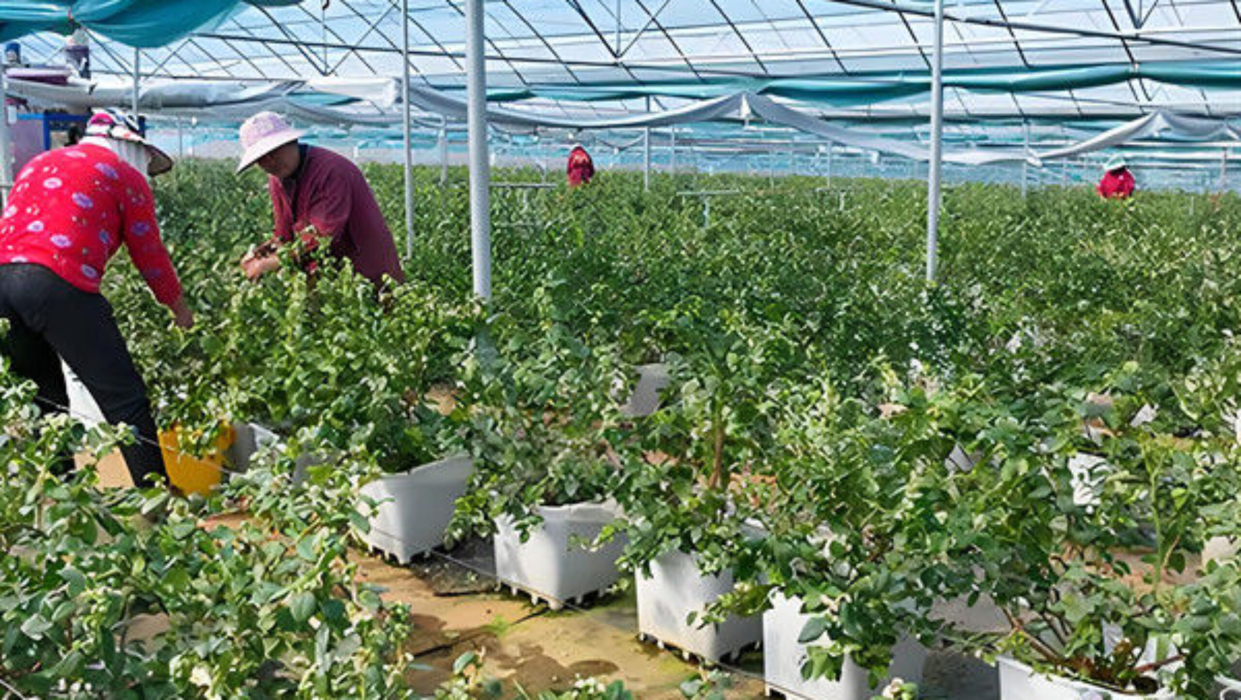 Professional Structure Agricultural Blueberry Greenhouse Customizable