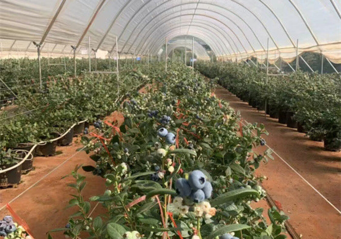 Professional Structure Agricultural Blueberry Greenhouse Customizable