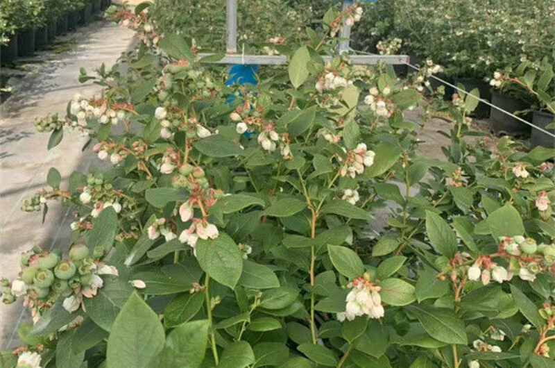 Professional Structure Agricultural Blueberry Greenhouse Customizable