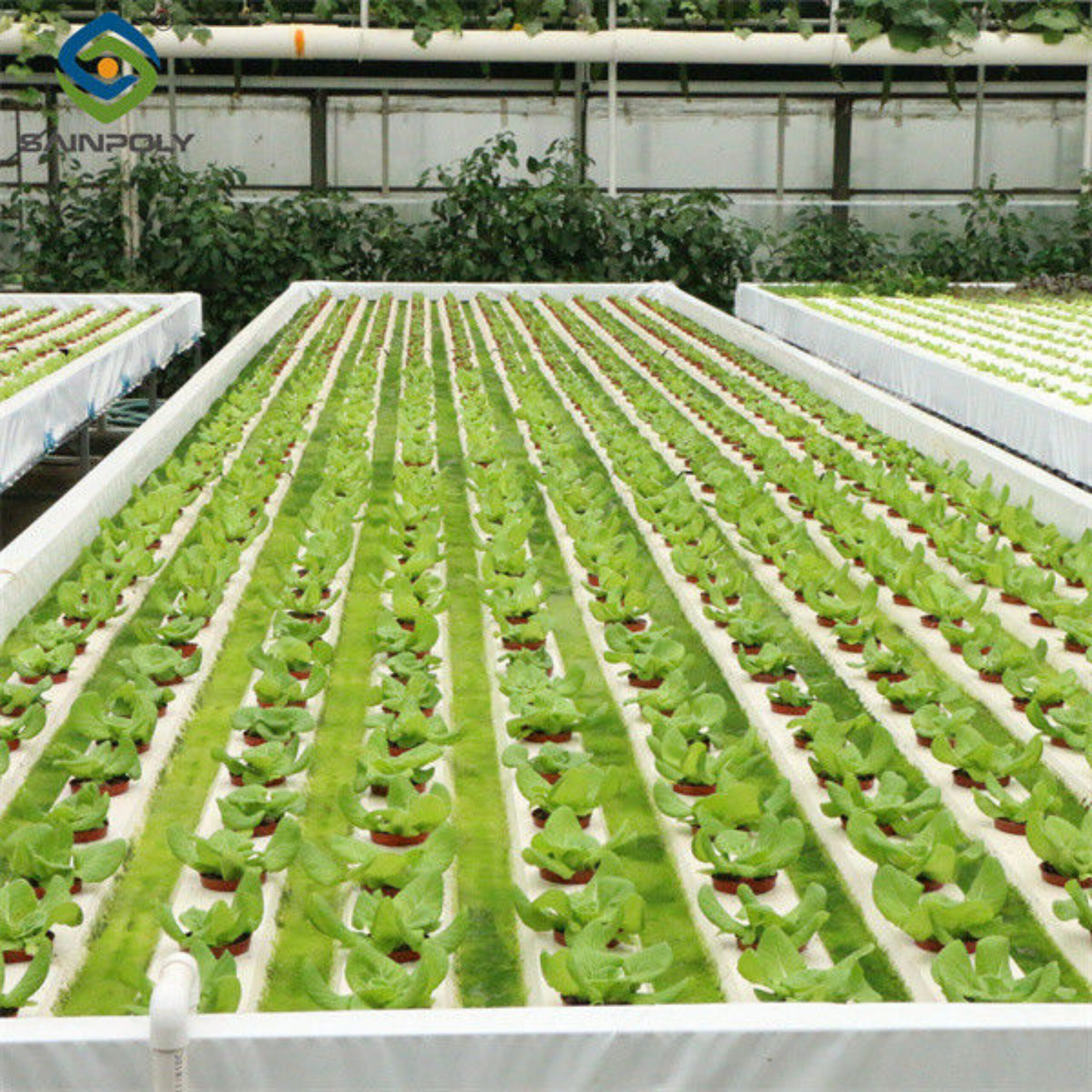 PVC Gutter Soilless Culture Hydroponic Lettuce Greenhouse Anti Corrosion