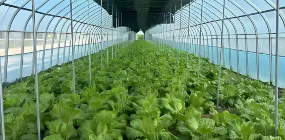 PVC Gutter Soilless Culture Hydroponic Lettuce Greenhouse Anti Corrosion