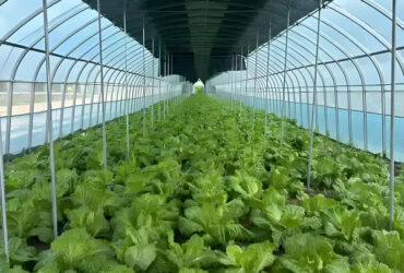 PVC Gutter Soilless Culture Hydroponic Lettuce Greenhouse Anti Corrosion
