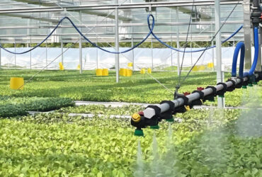 PVC Gutter Soilless Culture Hydroponic Lettuce Greenhouse Anti Corrosion