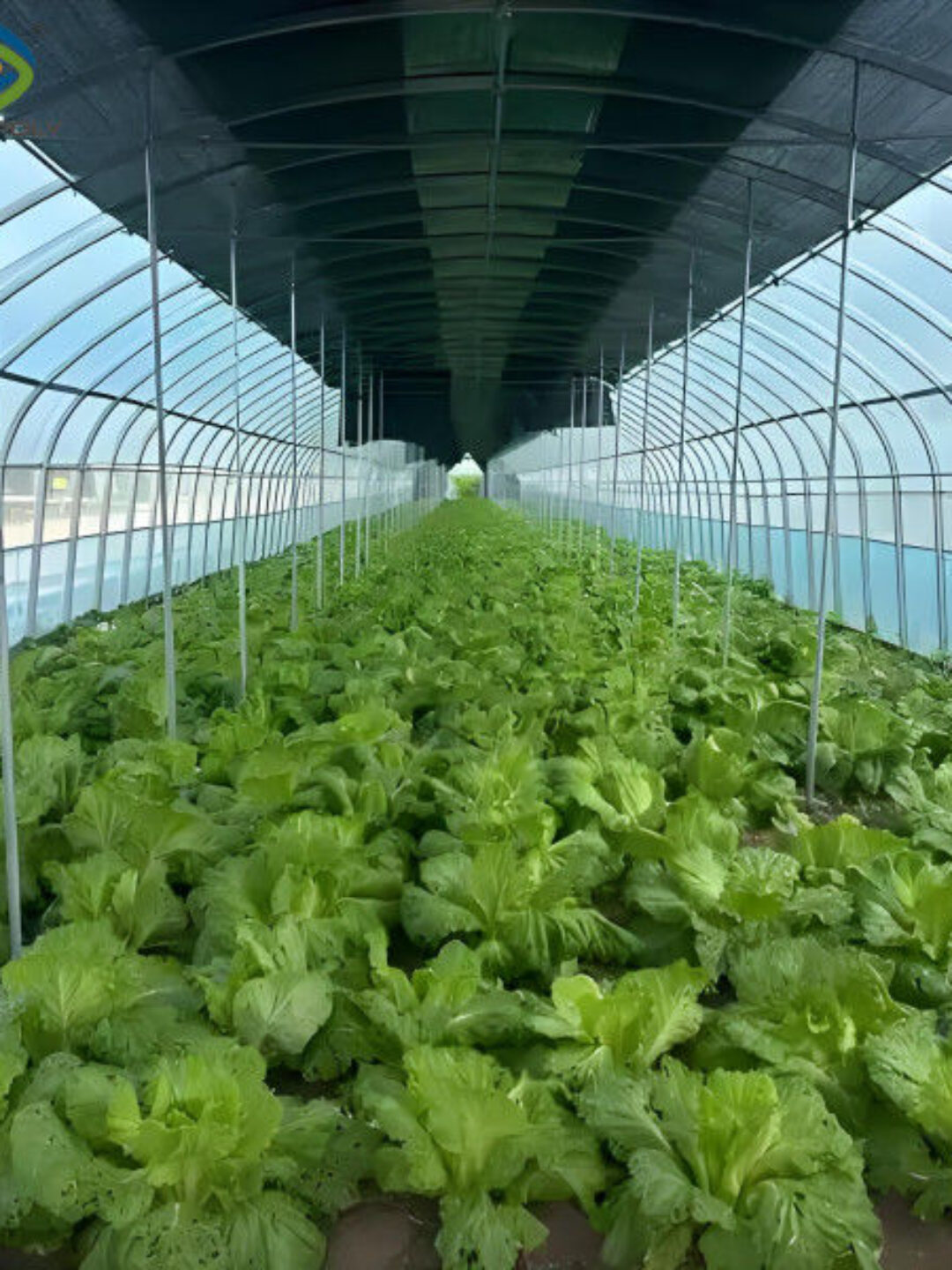 PVC Gutter Soilless Culture Hydroponic Lettuce Greenhouse Anti Corrosion