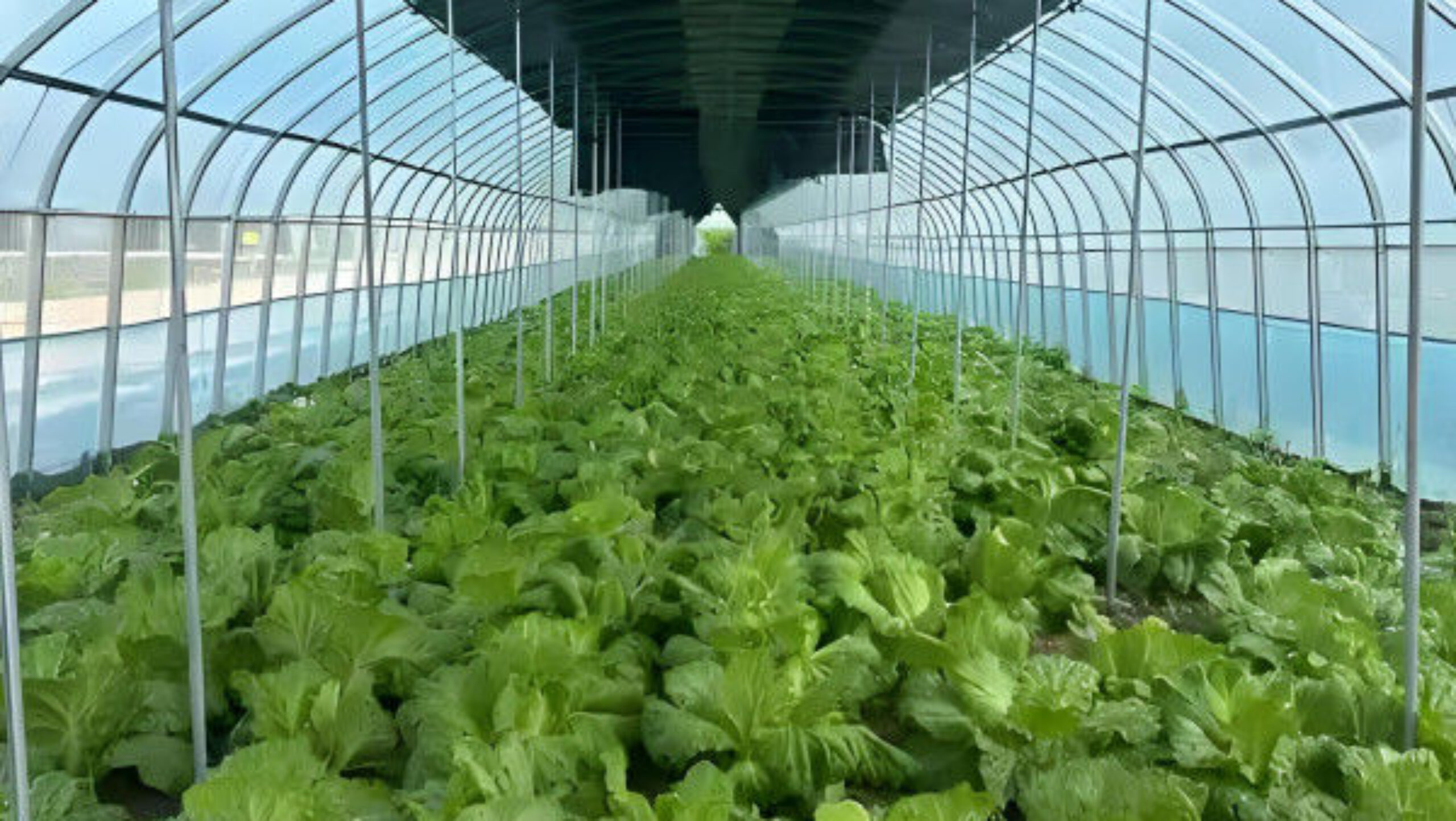 PVC Gutter Soilless Culture Hydroponic Lettuce Greenhouse Anti Corrosion