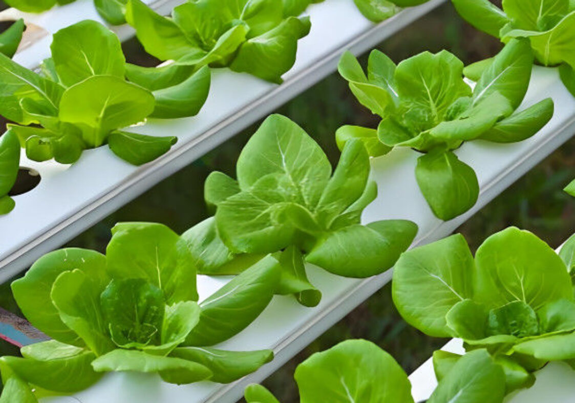 PVC Gutter Soilless Culture Hydroponic Lettuce Greenhouse Anti Corrosion