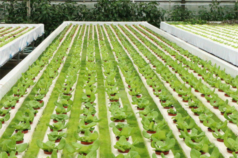 PVC Gutter Soilless Culture Hydroponic Lettuce Greenhouse Anti Corrosion