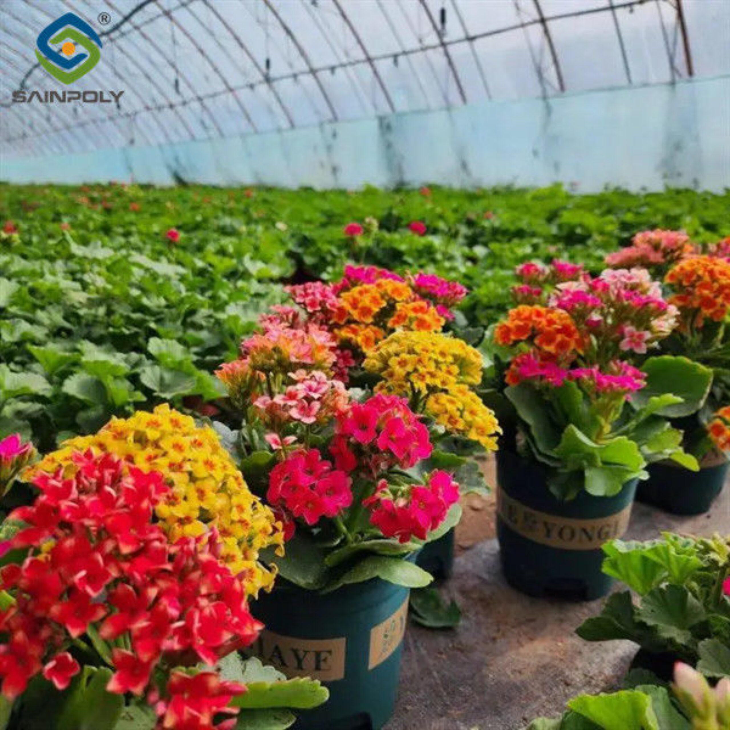 Rectangular Large Commercial Greenhouse Multispan Agricultural Greenhouse