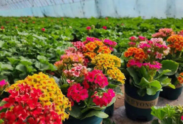 Rectangular Large Commercial Greenhouse Multispan Agricultural Greenhouse