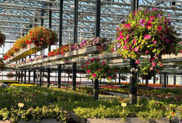 Rectangular Large Commercial Greenhouse Multispan Agricultural Greenhouse