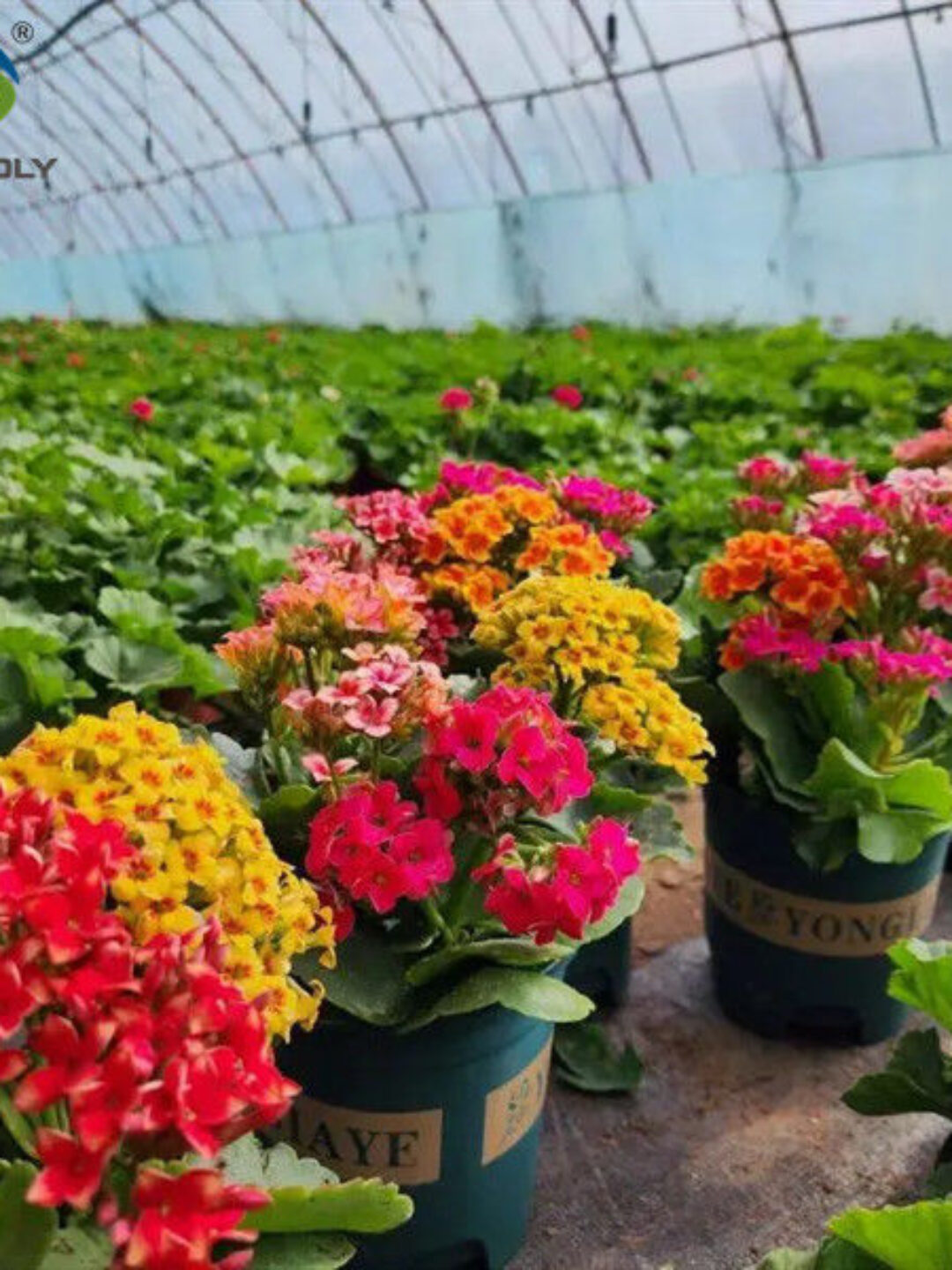 Rectangular Large Commercial Greenhouse Multispan Agricultural Greenhouse