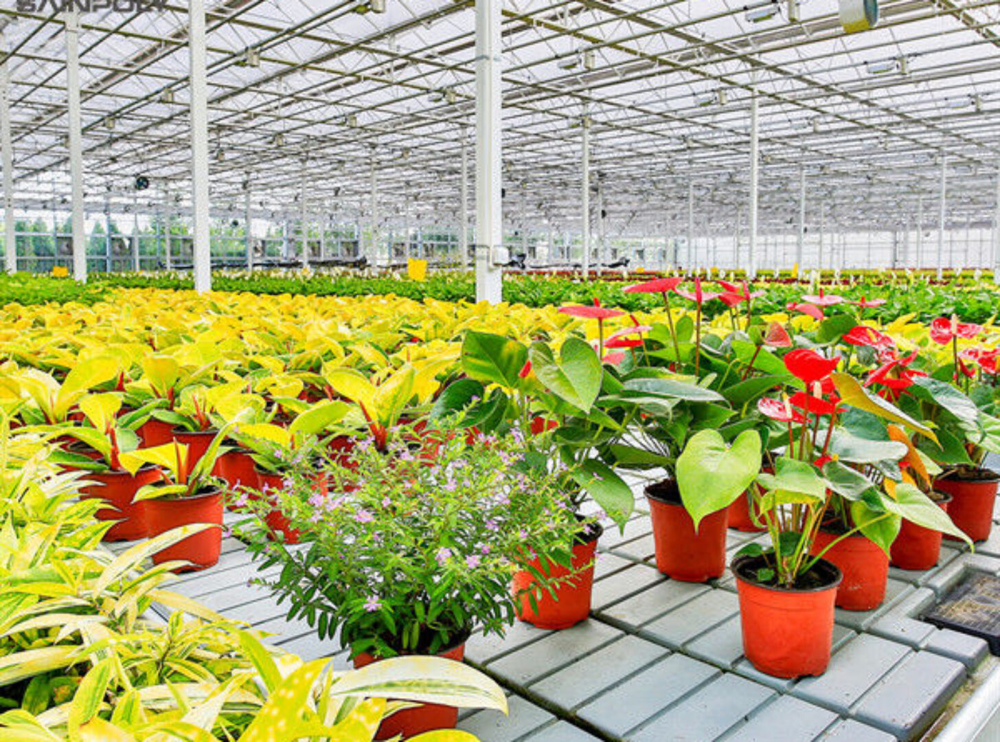 Rectangular Large Commercial Greenhouse Multispan Agricultural Greenhouse