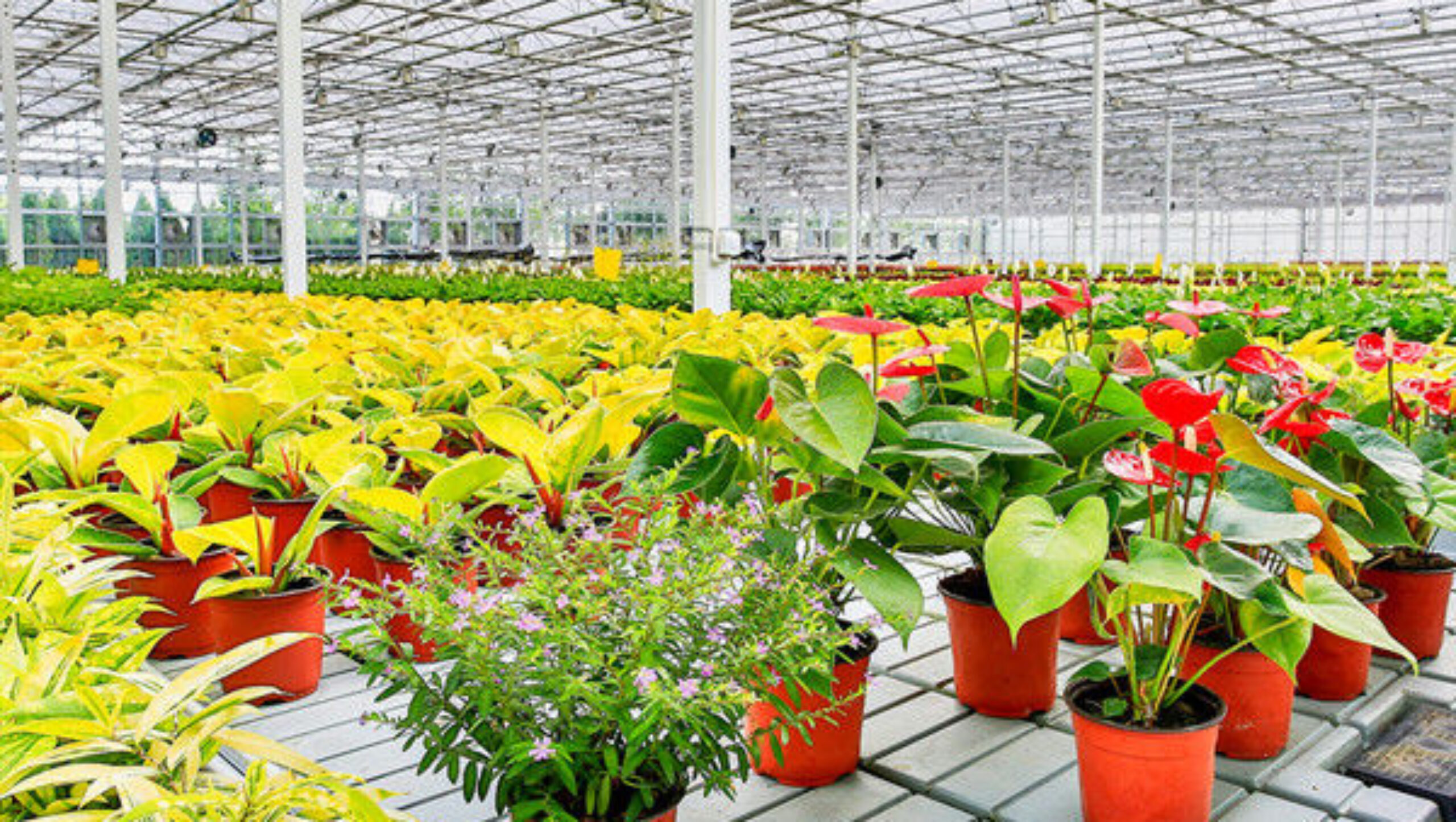 Rectangular Large Commercial Greenhouse Multispan Agricultural Greenhouse