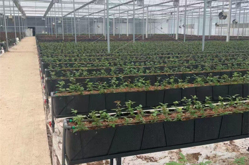 Rectangular Large Commercial Greenhouse Multispan Agricultural Greenhouse